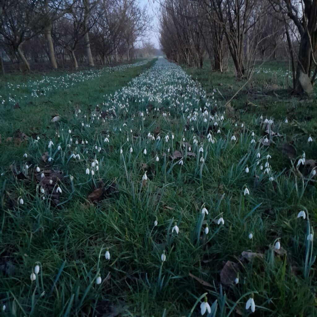 Lange baan sneeuwklokjes tussen struiken