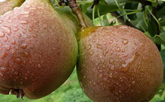 Twee peren aan een boom met waterdruppels