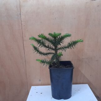 Slangenden van ongeveer 30 cm hoog in een zwarte pot.