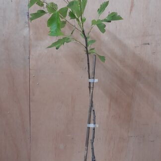 Meidoorn 'Big ball' (Crataegus pinnatifada ‘Big Ball’)